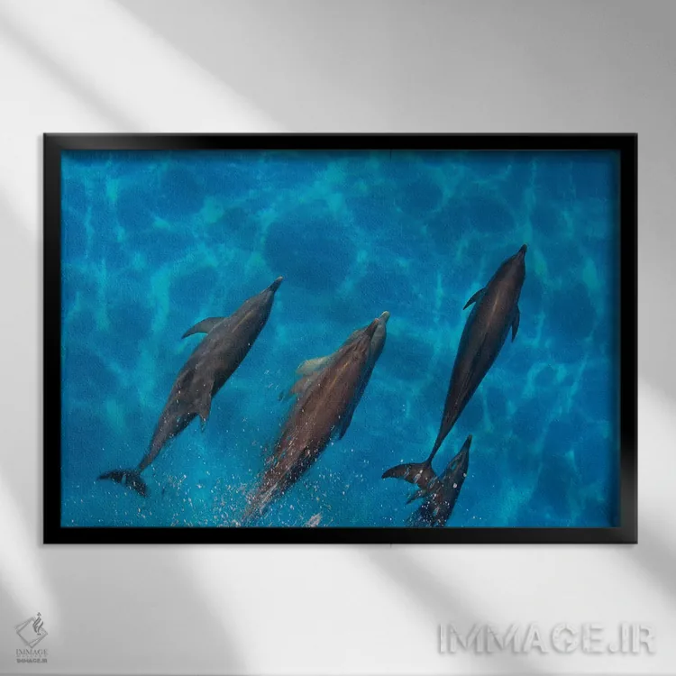 تابلو Fiji,ماهی آنتیاس دمچنگی (پسودآنتیاس اسکوامیپینیس)، فیجی اثر دیوید فلیتهام - نمای قابدار مشکی