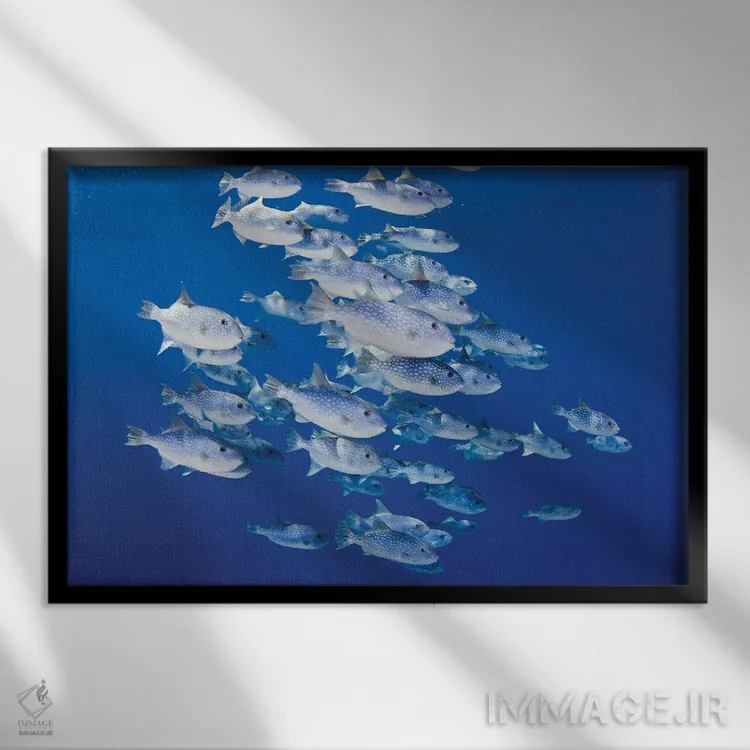 تابلو Fiji,ماهی کارباورال فیجی (آپوگون لیمِنوس)، فیجی اثر دیوید فلیتهام - نمای قابدار مشکی