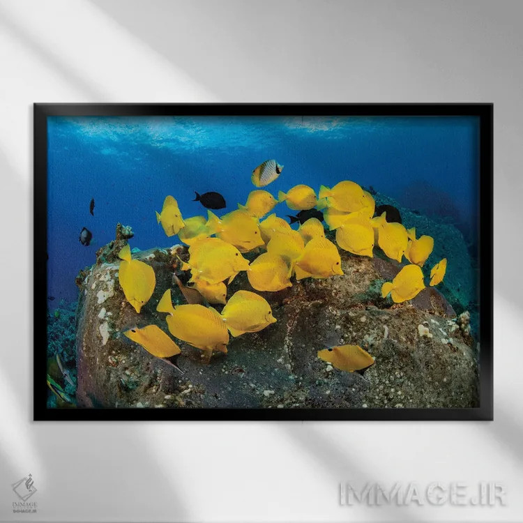 تابلو Fiji,ماهی آنتیاس بالهقرمز (پسودآنتیاس دیسپار)، فیجی اثر دیوید فلیتهام - نمای قابدار مشکی