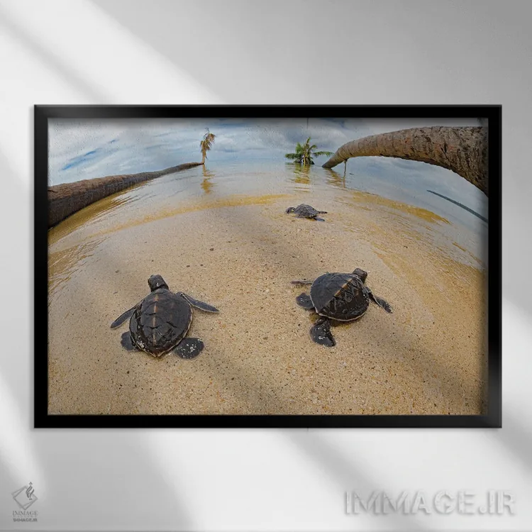 تابلو Fiji,ماهی عقرببرگی (تائنیانوتوس تریاکانتوس)، فیجی اثر دیوید فلیتهام - نمای قابدار مشکی