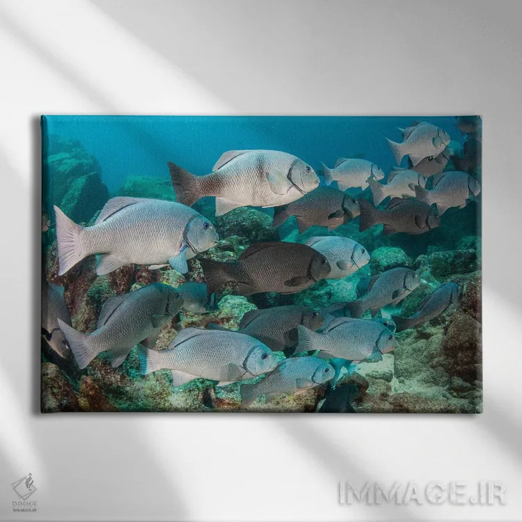 تابلو Fiji,ماهی فرشتهای فیجی (سنتروپیگه وْرولیکی)، فیجی اثر دیوید فلیتهام - نمای روبهرو روی دیوار