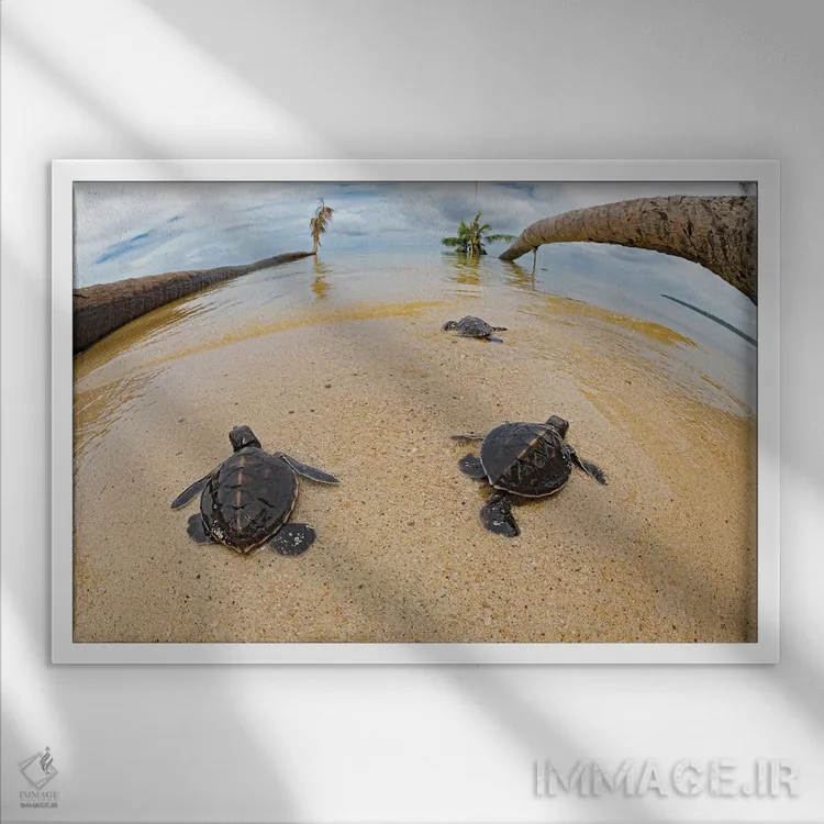 تابلو Fiji,ماهی عقرببرگی (تائنیانوتوس تریاکانتوس)، فیجی اثر دیوید فلیتهام - نمای قابدار سفید