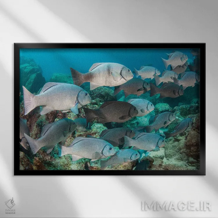 تابلو Fiji,ماهی فرشتهای فیجی (سنتروپیگه وْرولیکی)، فیجی اثر دیوید فلیتهام - نمای قابدار مشکی