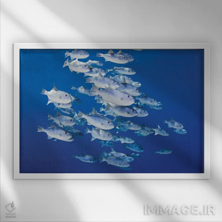 تابلو Fiji,ماهی کارباورال فیجی (آپوگون لیمِنوس)، فیجی اثر دیوید فلیتهام - نمای قابدار سفید