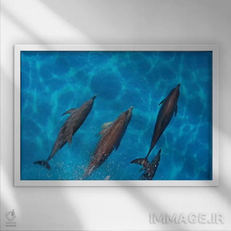 تابلو Fiji,ماهی آنتیاس دمچنگی (پسودآنتیاس اسکوامیپینیس)، فیجی اثر دیوید فلیتهام - نمای قابدار سفید