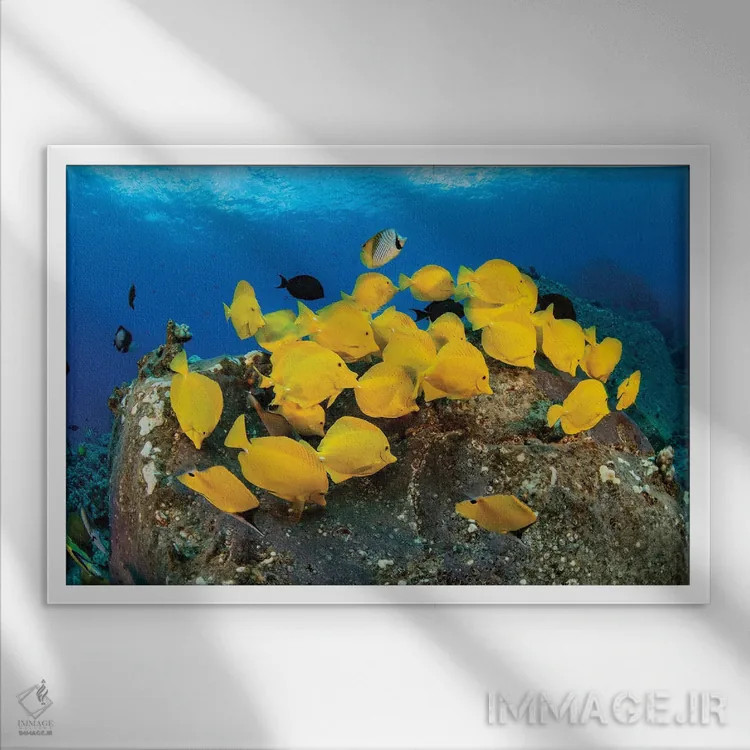 تابلو Fiji,ماهی آنتیاس بالهقرمز (پسودآنتیاس دیسپار)، فیجی اثر دیوید فلیتهام - نمای قابدار سفید