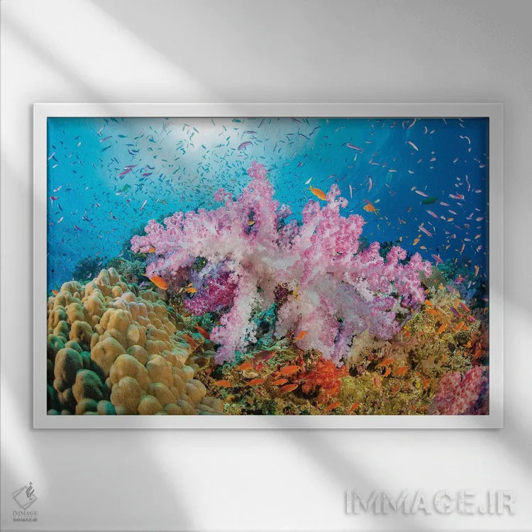 تابلو Fiji,ماهی فرشتهای زیبای مرجانی (سنتروپیگه بیاسپینوزا)، فیجی اثر دیوید فلیتهام - نمای قابدار سفید