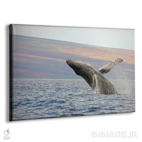 تابلو وال کوهاندار در حال بیرون پریدن نزدیک هاوایی اثر دیوید فلیتهام - نمای پرسپکتیو محصول