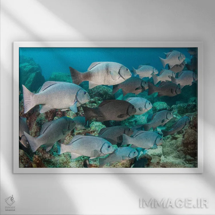 تابلو Fiji,ماهی فرشتهای فیجی (سنتروپیگه وْرولیکی)، فیجی اثر دیوید فلیتهام - نمای قابدار سفید