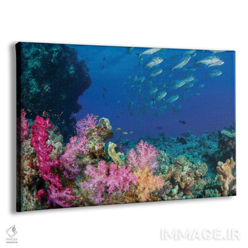 تابلو Fiji,ماهی راس پری فیجی (سیریلابروس جوردانی)، فیجی اثر دیوید فلیتهام - نمای پرسپکتیو محصول