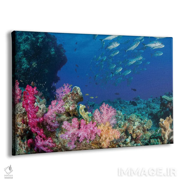 تابلو Fiji,ماهی راس پری فیجی (سیریلابروس جوردانی)، فیجی اثر دیوید فلیتهام - نمای پرسپکتیو محصول