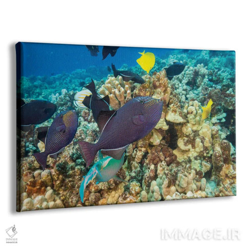 تابلو Fiji,ماهی راس ششباله فیجی (تالاسُما هاردویک)، فیجی اثر دیوید فلیتهام - نمای پرسپکتیو محصول