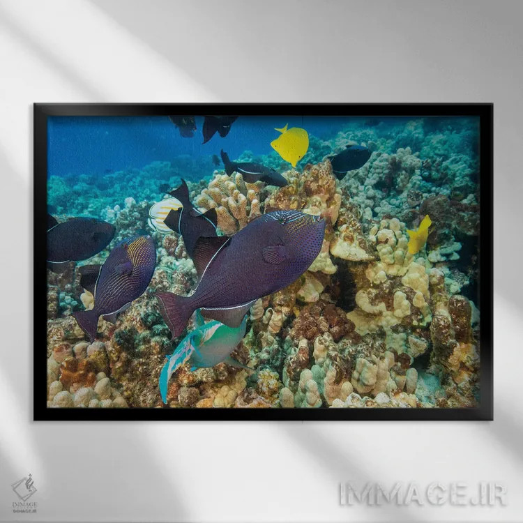 تابلو Fiji,ماهی راس ششباله فیجی (تالاسُما هاردویک)، فیجی اثر دیوید فلیتهام - نمای قابدار مشکی