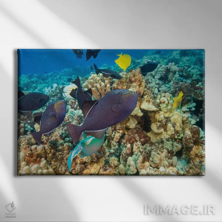 تابلو Fiji,ماهی راس ششباله فیجی (تالاسُما هاردویک)، فیجی اثر دیوید فلیتهام - نمای روبهرو روی دیوار