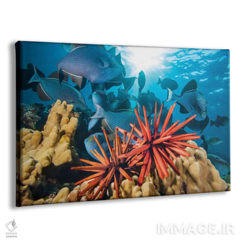 تابلو clustered on coral, Hawaii,خارپوستان مدادی (هتروسنتروتوس مامیللاتوس) انبوهشده روی مرجان، هاوایی اثر دیوید فلیتهام - نمای پرسپکتیو محصول