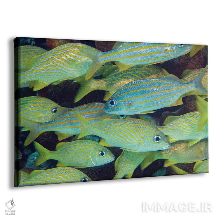 تابلو Fiji,ماهی دوشیزه آبی (کریسیپترا سیانهآ)، فیجی اثر دیوید فلیتهام - نمای پرسپکتیو محصول