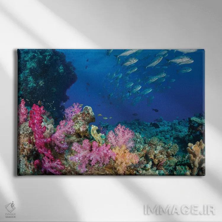 تابلو Fiji,ماهی راس پری فیجی (سیریلابروس جوردانی)، فیجی اثر دیوید فلیتهام - نمای روبهرو روی دیوار