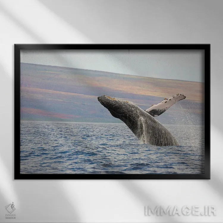 تابلو وال کوهاندار در حال بیرون پریدن نزدیک هاوایی اثر دیوید فلیتهام - نمای قابدار مشکی
