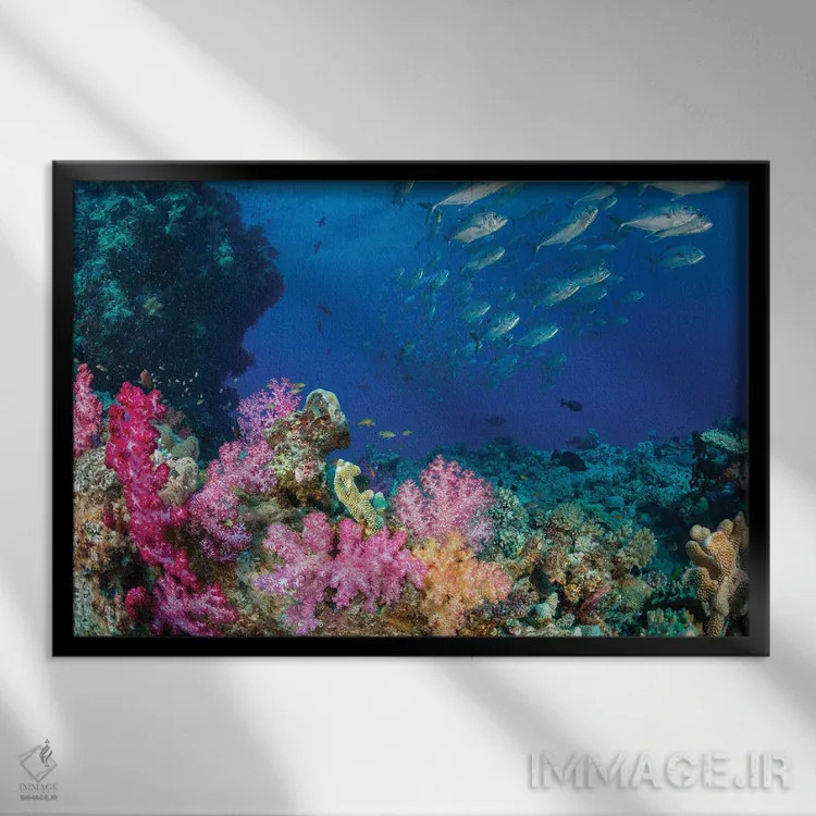 تابلو Fiji,ماهی راس پری فیجی (سیریلابروس جوردانی)، فیجی اثر دیوید فلیتهام - نمای قابدار مشکی