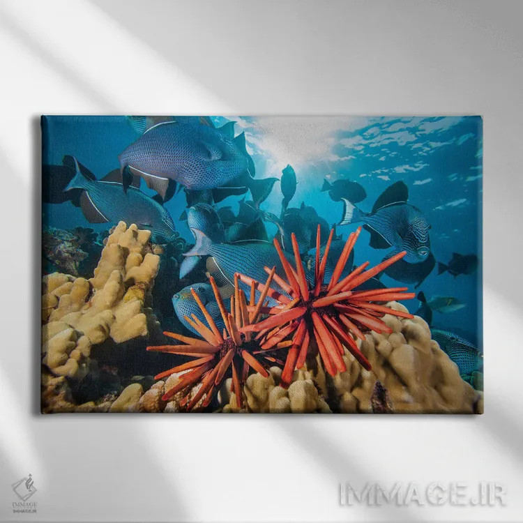 تابلو clustered on coral, Hawaii,خارپوستان مدادی (هتروسنتروتوس مامیللاتوس) انبوهشده روی مرجان، هاوایی اثر دیوید فلیتهام - نمای روبهرو روی دیوار