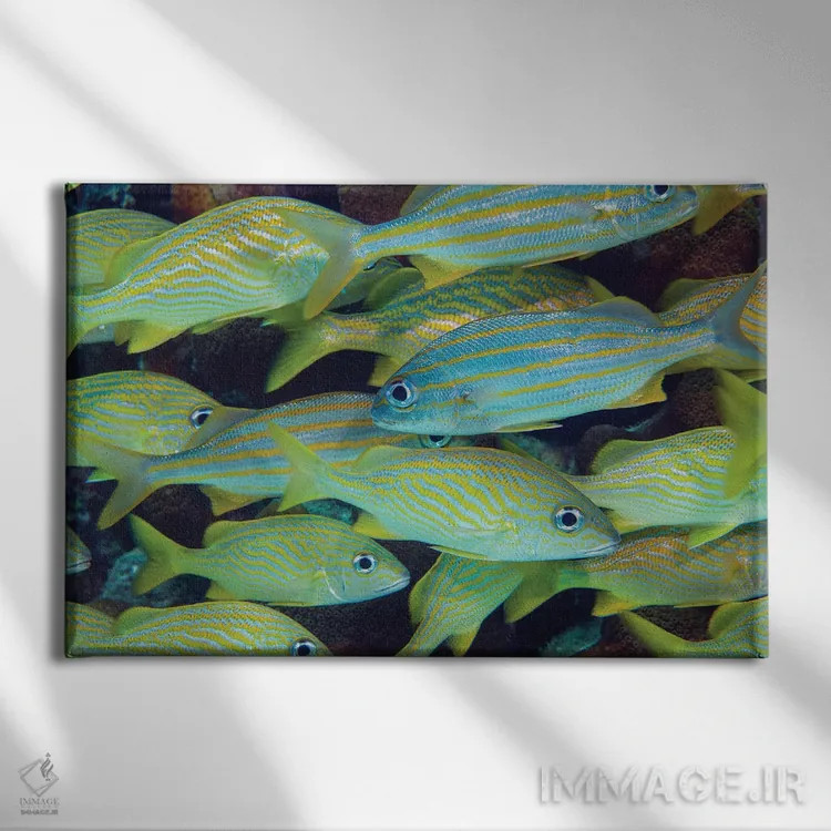 تابلو Fiji,ماهی دوشیزه آبی (کریسیپترا سیانهآ)، فیجی اثر دیوید فلیتهام - نمای روبهرو روی دیوار