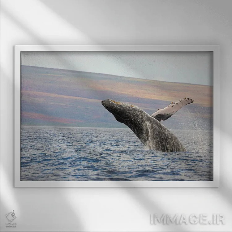 تابلو وال کوهاندار در حال بیرون پریدن نزدیک هاوایی اثر دیوید فلیتهام - نمای قابدار سفید