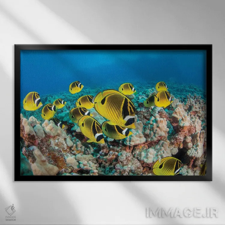 تابلو Fiji,ماهی تانگ دلقک (آکانتوروس لینئاتوس)، فیجی اثر دیوید فلیتهام - نمای قابدار مشکی