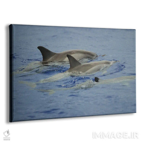 تابلو Hawaii,دلفینهای چرخان (استنلا لانگیروستریس)، هاوایی اثر دیوید فلیتهام - نمای پرسپکتیو محصول