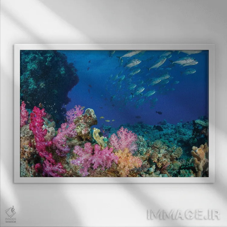تابلو Fiji,ماهی راس پری فیجی (سیریلابروس جوردانی)، فیجی اثر دیوید فلیتهام - نمای قابدار سفید