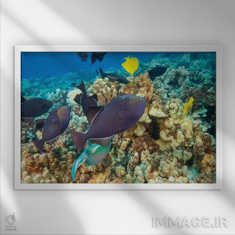 تابلو Fiji,ماهی راس ششباله فیجی (تالاسُما هاردویک)، فیجی اثر دیوید فلیتهام - نمای قابدار سفید