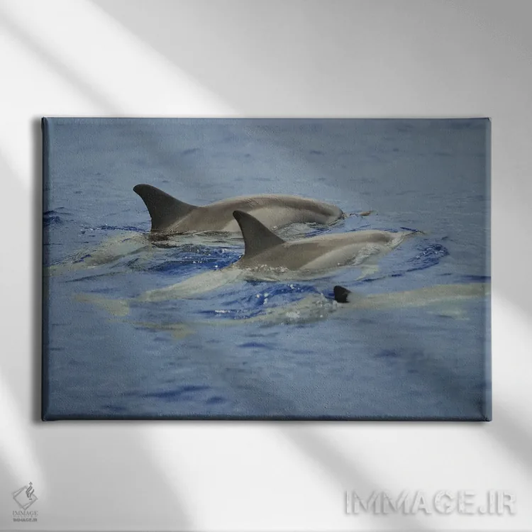تابلو Hawaii,دلفینهای چرخان (استنلا لانگیروستریس)، هاوایی اثر دیوید فلیتهام - نمای روبهرو روی دیوار