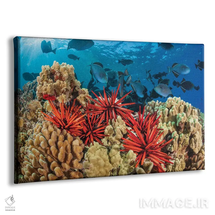 تابلو Hawaii,نمای نزدیک خارپوستان مدادی (هتروسنتروتوس مامیللاتوس)، هاوایی اثر دیوید فلیتهام - نمای پرسپکتیو محصول