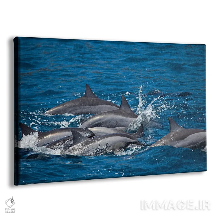 تابلو Hawaii,دلفینهای چرخان (استنلا لانگیروستریس) هنگام طلوع خورشید، هاوایی اثر دیوید فلیتهام - نمای پرسپکتیو محصول