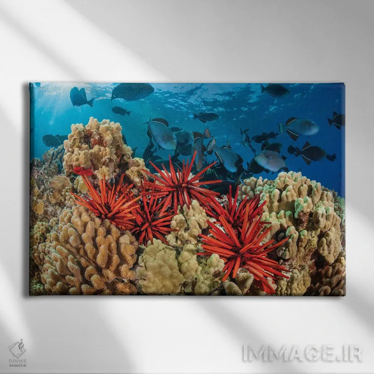 تابلو Hawaii,نمای نزدیک خارپوستان مدادی (هتروسنتروتوس مامیللاتوس)، هاوایی اثر دیوید فلیتهام - نمای روبهرو روی دیوار