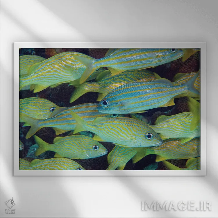 تابلو Fiji,ماهی دوشیزه آبی (کریسیپترا سیانهآ)، فیجی اثر دیوید فلیتهام - نمای قابدار سفید