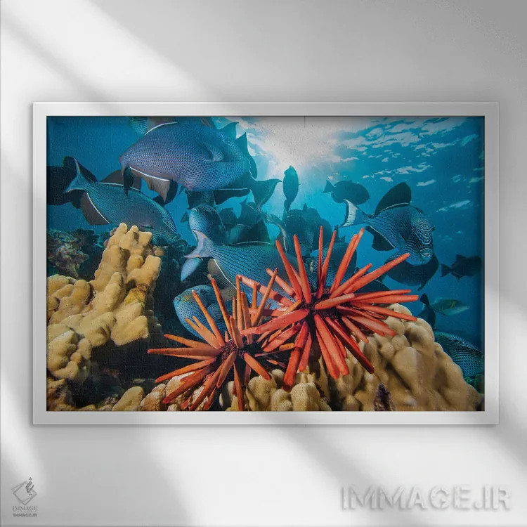 تابلو clustered on coral, Hawaii,خارپوستان مدادی (هتروسنتروتوس مامیللاتوس) انبوهشده روی مرجان، هاوایی اثر دیوید فلیتهام - نمای قابدار سفید