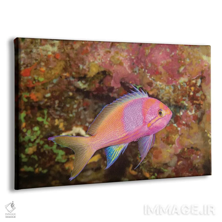 تابلو Philippines,گله آنتیاس (پسودآنتیاس) و ماهی جراح، فیلیپین اثر دیوید فلیتهام - نمای پرسپکتیو محصول