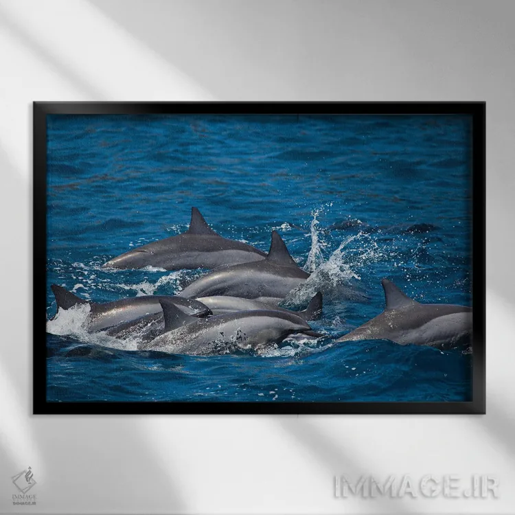 تابلو Hawaii,دلفینهای چرخان (استنلا لانگیروستریس) هنگام طلوع خورشید، هاوایی اثر دیوید فلیتهام - نمای قابدار مشکی