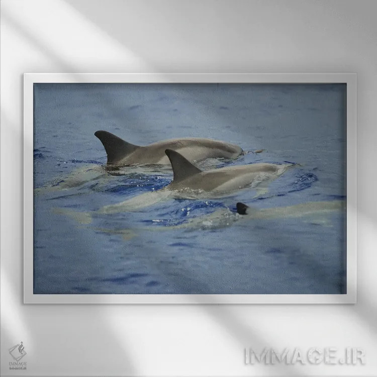 تابلو Hawaii,دلفینهای چرخان (استنلا لانگیروستریس)، هاوایی اثر دیوید فلیتهام - نمای قابدار سفید