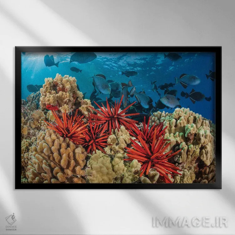 تابلو Hawaii,نمای نزدیک خارپوستان مدادی (هتروسنتروتوس مامیللاتوس)، هاوایی اثر دیوید فلیتهام - نمای قابدار مشکی