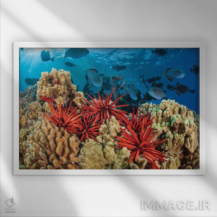 تابلو Hawaii,نمای نزدیک خارپوستان مدادی (هتروسنتروتوس مامیللاتوس)، هاوایی اثر دیوید فلیتهام - نمای قابدار سفید