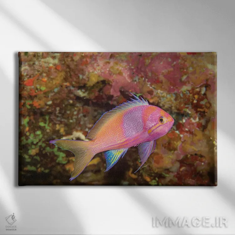 تابلو Philippines,گله آنتیاس (پسودآنتیاس) و ماهی جراح، فیلیپین اثر دیوید فلیتهام - نمای روبهرو روی دیوار