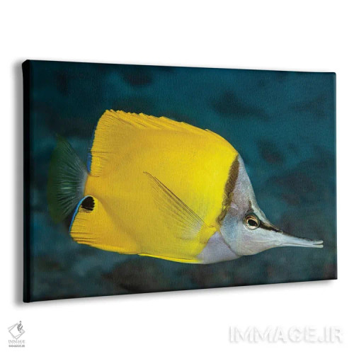 تابلو Forcipiger Flavissimus, Hawaii II,ماهی فورسپس یا پروانهای بینیدراز (Forcipiger flavissimus)، هاوایی II اثر دیوید فلیتهام - نمای پرسپکتیو محصول
