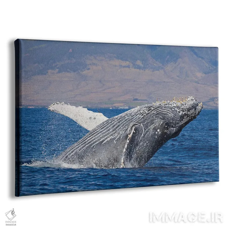 تابلو پریدن نهنگ گوژپشت در نزدیکی ساحل هاوایی ۲ اثر دیوید فلیتهام - نمای پرسپکتیو محصول