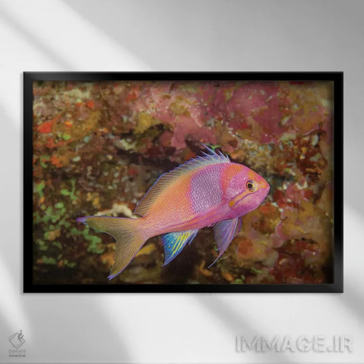 تابلو Philippines,گله آنتیاس (پسودآنتیاس) و ماهی جراح، فیلیپین اثر دیوید فلیتهام - نمای قابدار مشکی