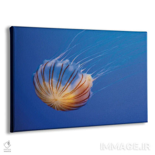 تابلو Fiji,گله ماهی طلایی دریا (آنتیاس اسکوامیپینیس) روی مرجان، فیجی اثر دیوید فلیتهام - نمای پرسپکتیو محصول