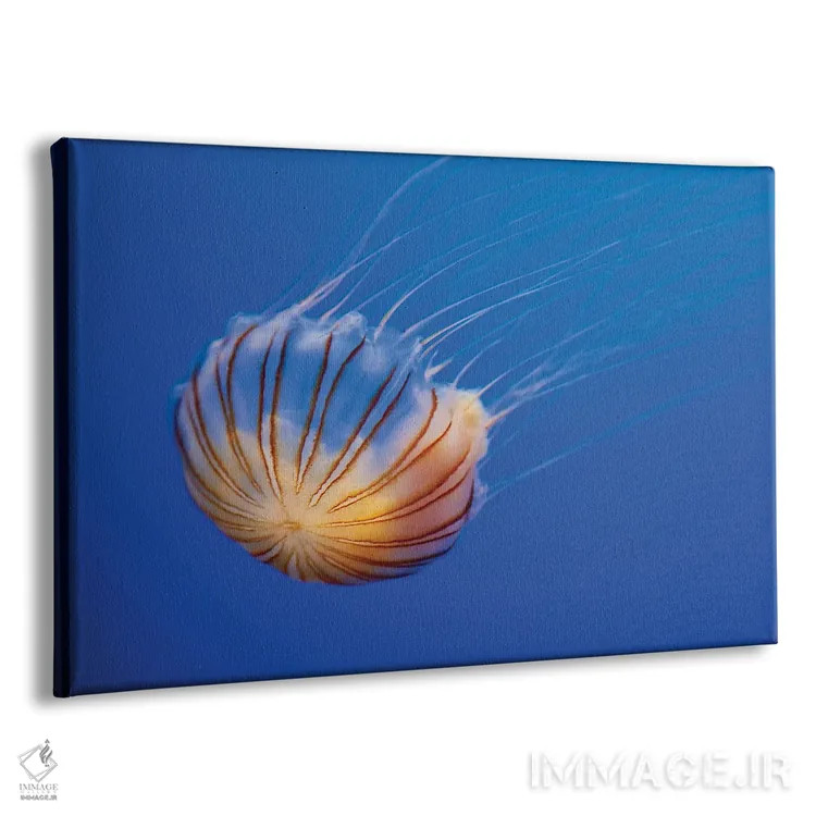 تابلو Fiji,گله ماهی طلایی دریا (آنتیاس اسکوامیپینیس) روی مرجان، فیجی اثر دیوید فلیتهام - نمای پرسپکتیو محصول