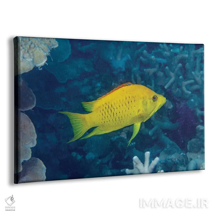 تابلو Epibulus Insidiator, Yap, Micronesia,مرحله زرد اولیه مادهٔ ماهی لبکشنده، Epibulus Insidiator، یاپ، میکرونزی اثر دیوید فلیتهام - نمای پرسپکتیو محصول