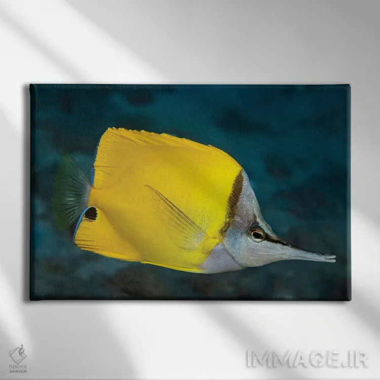 تابلو Forcipiger Flavissimus, Hawaii II,ماهی فورسپس یا پروانهای بینیدراز (Forcipiger flavissimus)، هاوایی II اثر دیوید فلیتهام - نمای روبهرو روی دیوار