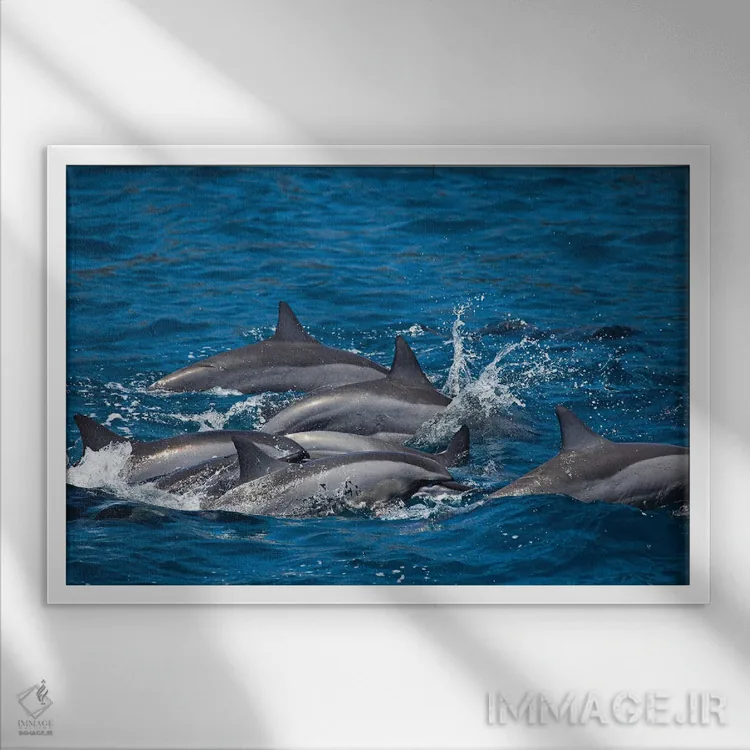 تابلو Hawaii,دلفینهای چرخان (استنلا لانگیروستریس) هنگام طلوع خورشید، هاوایی اثر دیوید فلیتهام - نمای قابدار سفید